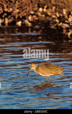 Willet, Catoptrophorus semipalmatus, San Diego, California, USA, guado nella pesca d'acqua Foto Stock