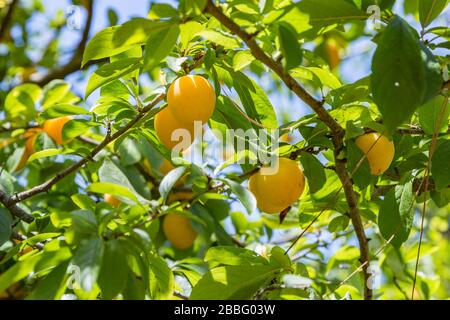 Prugna con frutta di prugna gialla matura. Rami con frutti succosi alla luce del sole. Primo piano delle prugne mature sul ramo. Pianta organica di prugne in un frutteto. Foto Stock