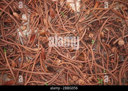 Araucaria eterofilla foglie e semi sul terreno Foto Stock