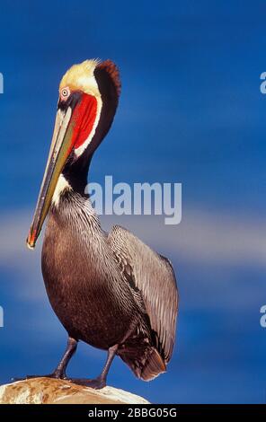 Pelican marrone, Pelecanus occidentalis californnicus, maschio con rosso piumaggio rosso sacchetto, la Jolla, California, Stati Uniti Foto Stock