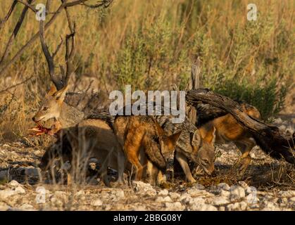 Alimentazione Jackal con dorso nero sui resti di Springbok Foto Stock