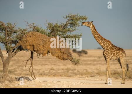 Giraffe si nutre di albero con massiccio tessitore sociale nido di uccelli Foto Stock