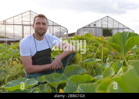 Il contadino raccoglie le zucchine su un campo vegetale della fattoria Foto Stock