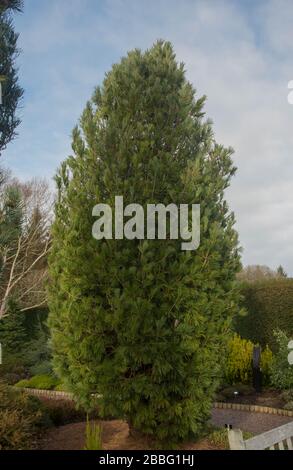 Eastern White Pine (Pinus strobus 'densa) in un giardino d'inverno nel Devon rurale, Inghilterra, Regno Unito Foto Stock