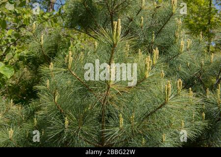 Primavera Foliage di un albero di pino Bianco Nano Orientale (Pinus strobus 'Compacta') in un Giardino nel Devon Rurale, Inghilterra, Regno Unito Foto Stock