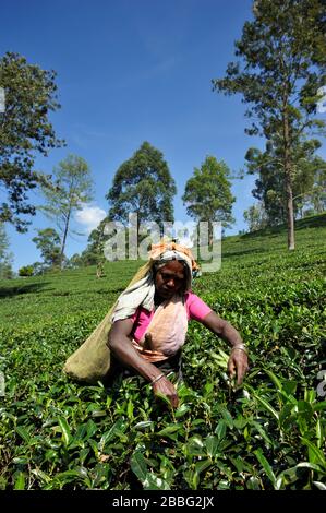 Sri Lanka, Nuwara Eliya, piantagione di tè, tamil donna plucking tè foglie Foto Stock