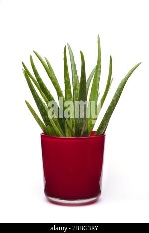 Pianta di Aloe vera in una pentola rossa Foto Stock
