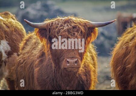 Ritratto di una vacca bruna scozzese di bestiame highland in sole brillante Foto Stock