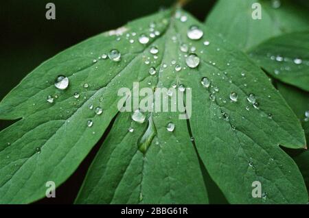 Lasciare di Lamprocapnos spectabilis, cuore sanguinante, con gocce d'acqua Foto Stock