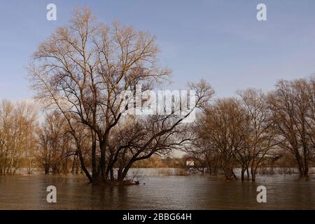 Alberi parzialmente sommersi circondati da acque alluvionali sul fiume Reno vicino a Düsseldorf, zona del basso Reno, Germania. Foto Stock