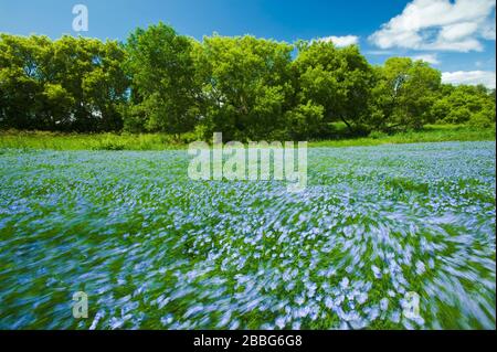 Campo di lino da fiore, Tiger Hills vicino Somerset, Manitoba, Canada Foto Stock