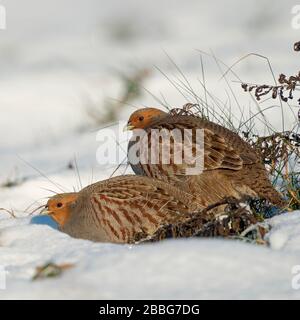 La Starna / Rebhuhn ( Perdix perdix ), coppia, appoggiato in neve, comportamento reticente su una soleggiata giornata invernale, la fauna selvatica, l'Europa. Foto Stock