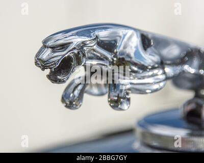 Mascotte del cofano Jaguar (Off MK1v) Foto Stock