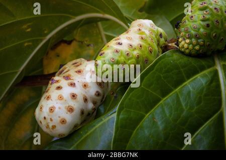 Noni Fruit, Morinda citrifolia, su un albero Noni all'interno della provincia di Cocle, Repubblica di Panama. Foto Stock