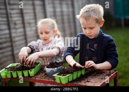 Due bambini della scuola elementare piantano semi in vassoi di semi di plastica verde Foto Stock