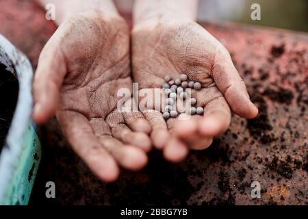 Un paio di bambini della scuola primaria di età hanno le mani che detengono semi di piante Foto Stock