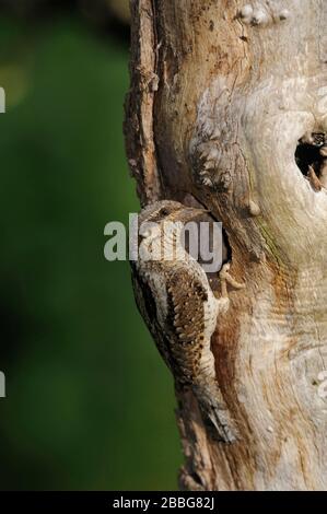 Eurasian spasmodico / Wendehals ( Jynx torquilla ) arroccato nella parte anteriore del suo foro di nidificazione in un marcio tronco di albero, fauna selvatica, l'Europa. Foto Stock