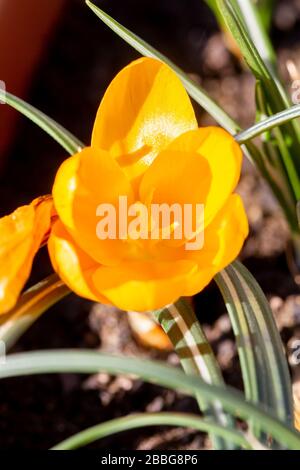 Crocus flavus, conosciuto come croco giallo o croco giallo olandese, specie di pianta da fiore nel genere Crocus della famiglia Iridaceae in una pentola in sprin Foto Stock