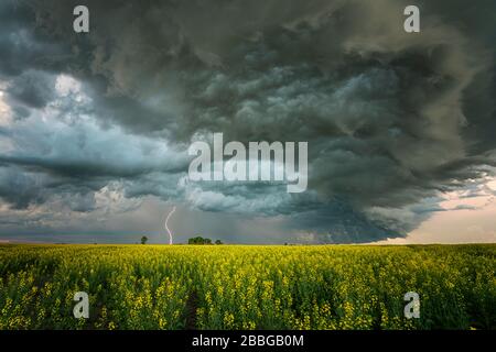 Tempesta con fulmine che lampeggia sul campo di canola in Manitoba meridionale rurale, Canada Foto Stock