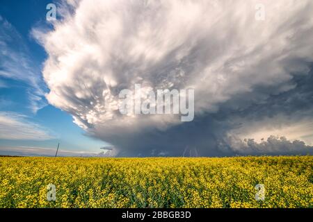 Tempesta con mammato e fulmine che lampeggia sul campo di canola nel sud rurale Manitoba Canada Foto Stock