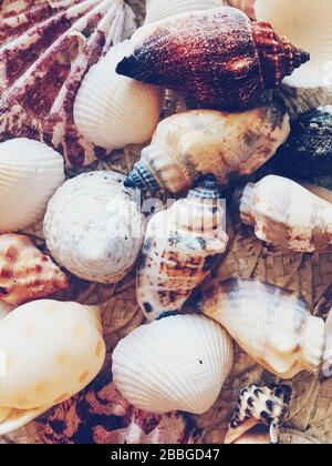 Conchiglie come sfondo estivo costiero, natura e concetto di viaggio Foto Stock
