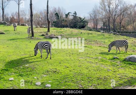 le zebre stanno mangiando erba nello zoo. Foto Stock