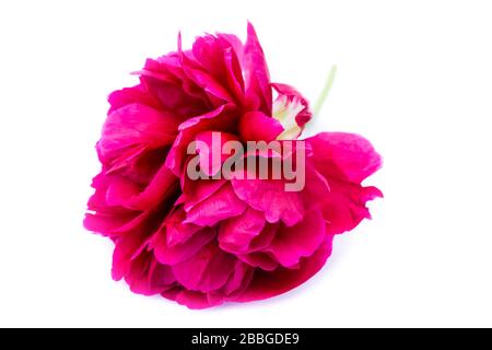 Rosa peonia isolati su sfondo bianco Foto Stock