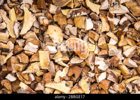 Piccoli pezzi secchi di Fomitopsis pinicola conosciuta anche come Red Belt conk fungo. Usato per il fumo negli attrezzi di apicoltura, il corpo asciutto fruttato è buono per t naturale Foto Stock