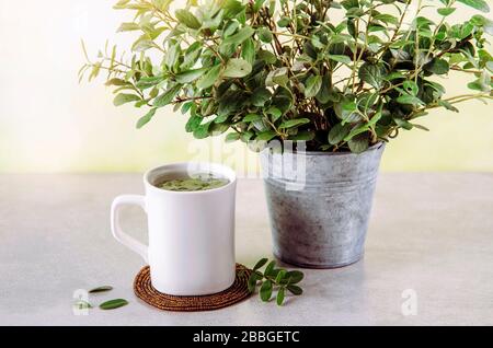 Foglie di lingonberry (Vaccinium vitis-idaea) utilizzate per preparare tè a base di erbe medicinali. Secchio in zinco con rami freschi sullo sfondo per decorazione. Foto Stock