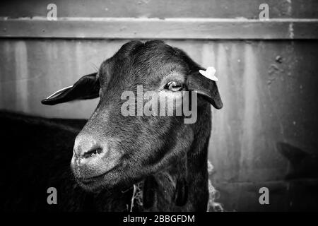 Pecore in stalla gli animali della fattoria, della natura e della cattività, explotacion Foto Stock