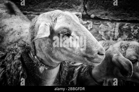 Pecore in stalla gli animali della fattoria, della natura e della cattività, explotacion Foto Stock