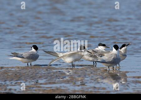 Le terne sandwich (Thalasseus sandvicensis / Sterna sandvicensis) riposano in acque poco profonde lungo la costa del Mare del Nord Foto Stock