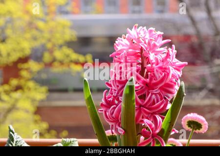 Giacinto (Hyacinthus) in un canale di fiori su un davanzale. Foto Stock