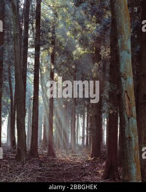 Guernsey. Luce del sole che attraversa alberi di pino. Foto Stock