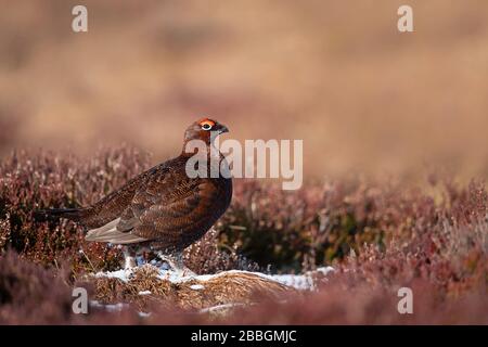 Red Grouse nelle Highlands scozzesi Foto Stock