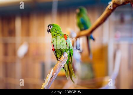 Psittacidae verde e rosso della famiglia pappagalli pappagalli, seduto su un pappagallo in una grande gabbia di uccelli. Fuoco selettivo su uccello con sfondo sfocato Foto Stock