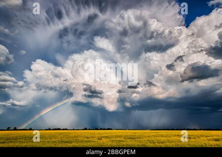 Arcobaleno sopra il campo giallo meraviglioso del grano nel Manitoba meridionale Canada Foto Stock