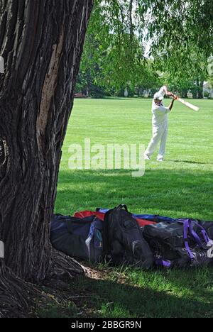 Un giocatore di cricket che pratica il suo swing al Riley Park, Calgary, Alberta Canada Foto Stock