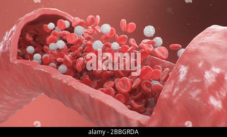 Vista dell'arteria in sezione trasversale. Globuli rossi all'interno di un'arteria, vena. Flusso sanguigno sano. Concetto scientifico e medico. Trasferimento di elementi importanti Foto Stock