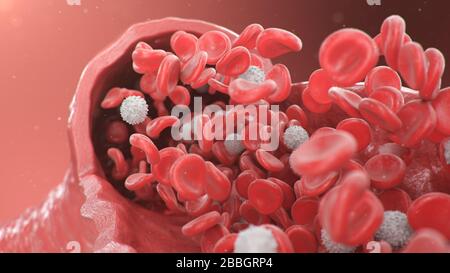 Vista dell'arteria in sezione trasversale. Globuli rossi all'interno di un'arteria, vena. Flusso sanguigno sano. Concetto scientifico e medico. Trasferimento di elementi importanti Foto Stock