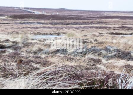 Red grouse sulle Yorkshire Moors Foto Stock