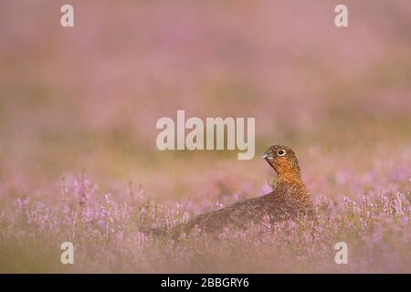 Red grouse sulle Yorkshire Moors Foto Stock