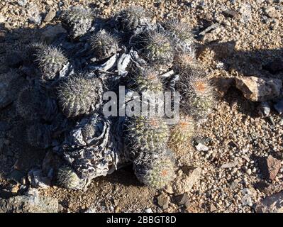 Piante di Cactus nel parco nazionale Pan de Azucar, Cile Foto Stock