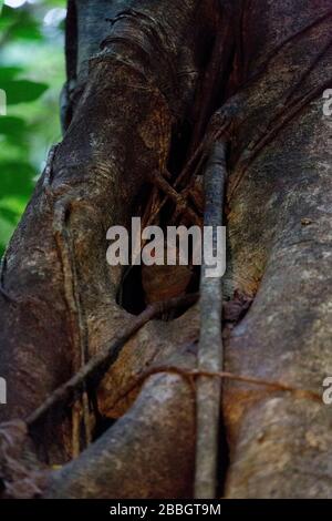 Un tarsius nel parco nazionale di Tangkoko, Indonesia Foto Stock