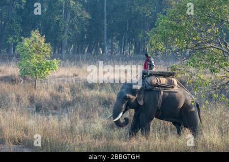 India, Madhya Pradesh, Parco Nazionale di Bandhavgarh. Ranger del parco sugli elefanti (Mahuts) che pattugliano la zona. Tigre nella distanza sotto l'albero. Foto Stock