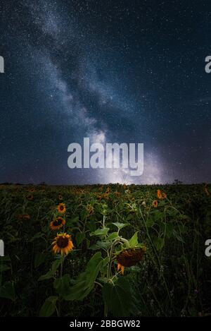 Milkyway su campo di girasole Manitoba Canada immagine composita 2 esposizioni Foto Stock