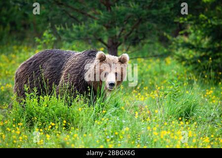 Forte orso marrone che si sneaking da dietro erba verde alta in estate Foto Stock