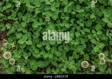 Guardando giù closeup sul verde tre foglie trifoglio pianta Oxalis con rotondo fiori bianchi che crescono selvatici sul terreno all'aperto in primavera Foto Stock