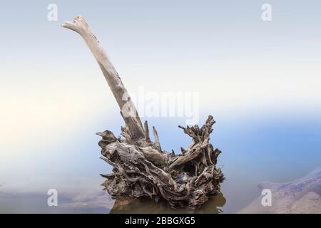 foto delle radici di un albero essiccato in una palude Foto Stock