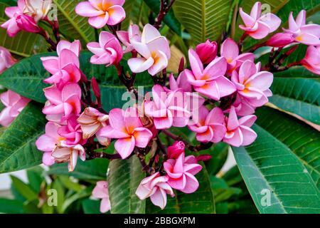 Primo piano di una piumeria rosa Foto Stock